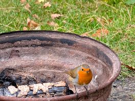 A robin perched on the unlit firepit