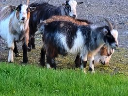 Lil billy goat gruff