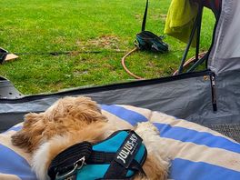 Such a peacful site, even the dogs were totally chilled