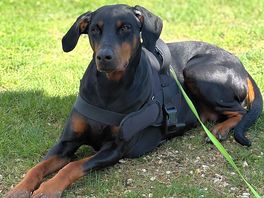 Very chilled luca