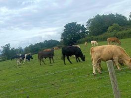 Nice to be so near cattle