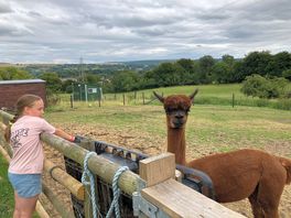 Alpaca