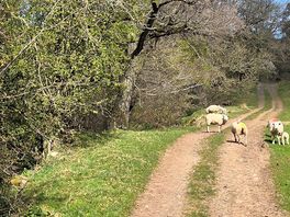 Walks plentiful