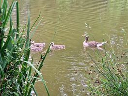 Ducks