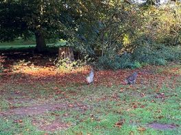Chickens by the motorhome area