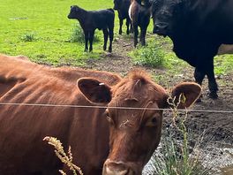 Local residents
