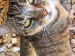 Kitty