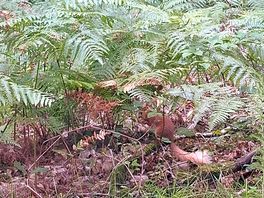 Red squirrel alert!