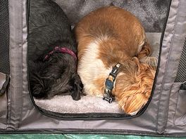 Dogs sleep better in a tent than at home 🏕️