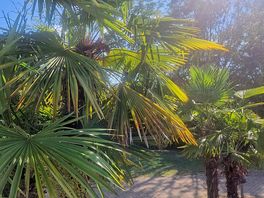 Palmtrees.
