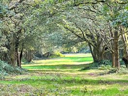 Gorgeous nearby walks at the minnis common