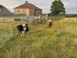 Lovely ponies