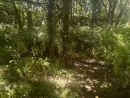 Woods