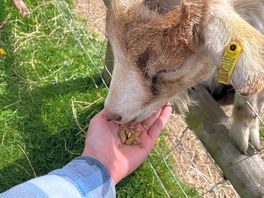 Goat feeding