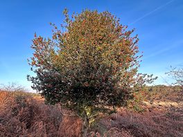 Holly tree just what you want to see at christmas 🎄