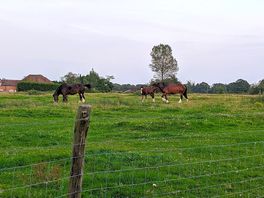 Horse neighbours