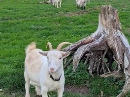 Who does not love goats