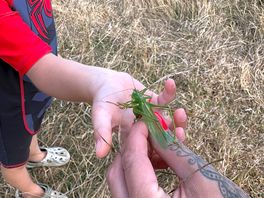 Wildlife walks