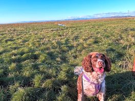 My boy loved the walks, kept him very busy while we were there.