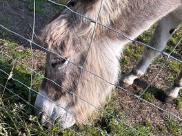 One of the friendly donkeys