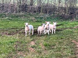 Newbies