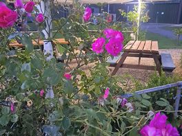 More beautiful roses