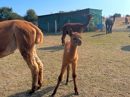 Baby alpaca 🦙