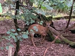 Deer on walk around lake.