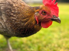 Chicken!