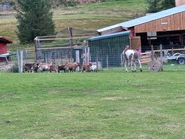 Animals “corner”