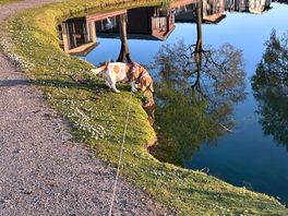 Dogs loved it!
