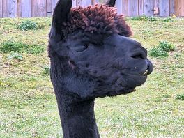 Alpacas loving life on the farm!