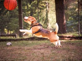 Basketball place with more ball games like table tennis and yes, its a beagle. the smallest donkeys!