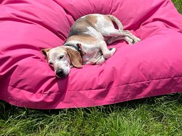 Happy pooch!