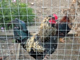 Resident chickens!