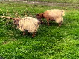 Pigmi goats