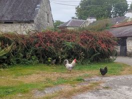 Chickens on site