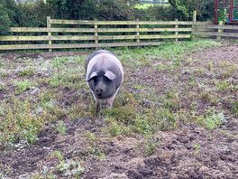 Camp pig 🐷 very friendly ❤️