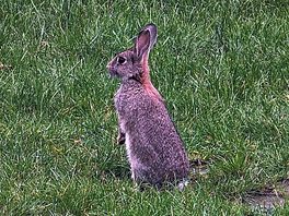 Plenty of wildlife