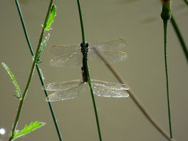 Dragonflies on the lake.