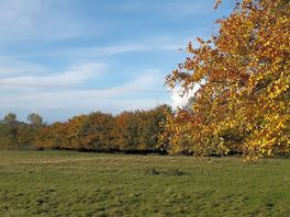 Field next door to a SSSI woodland