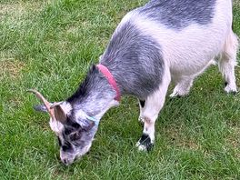 Camp site goat
