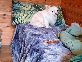 Happy cosy pup in pod b