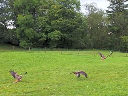 The red kites