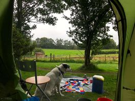 It’s a dog’s life.