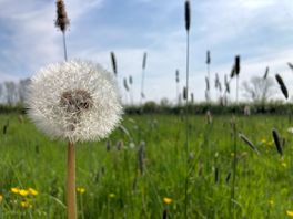 The meadow