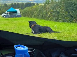 Dog friendly, but must be on a lead. ground stake and a 10m lead was a must for our pup