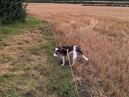 Footpaths