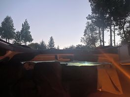 Night sky among pine & spruce trees.