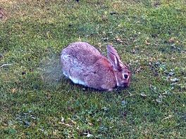 Lovely bunny